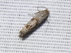 Pelochrista costastriata