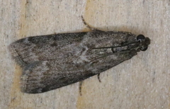 Oreana unicolorella