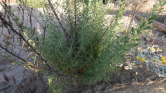 Deinandra minthornii