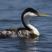 Western Grebe - Photo (c) Mike Baird, some rights reserved (CC BY)