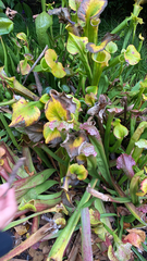 Sarraceniaceae