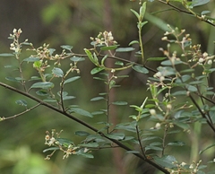 Pomaderris vacciniifolia