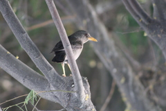 Turdus chiguanco