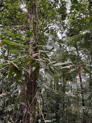 Drymonia conchocalyx