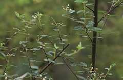 Pomaderris vacciniifolia