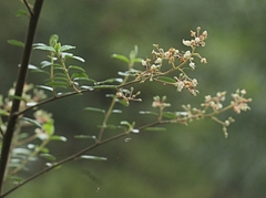 Pomaderris vacciniifolia