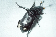 Nicrophorus nigrita