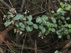 Pomaderris vacciniifolia