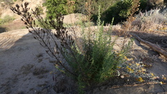 Deinandra minthornii