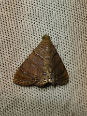 Eulepidotis caeruleilinea