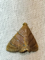 Eulepidotis caeruleilinea