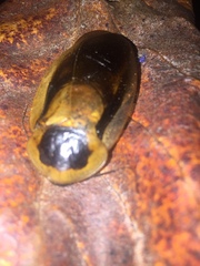 Blaberinae