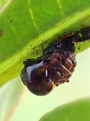 Lysathia ludoviciana