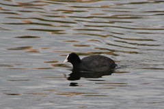 Fulica atra