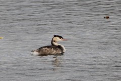 Podiceps cristatus