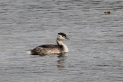 Podiceps cristatus