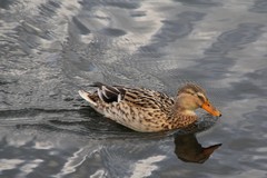 Anas platyrhynchos