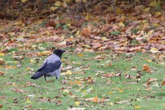 Corvus cornix