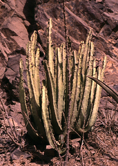 Caralluma