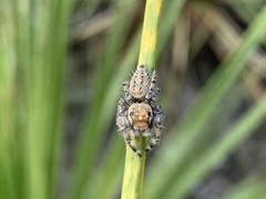 Phidippus pruinosus