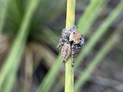 Phidippus pruinosus