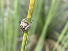 Phidippus pruinosus