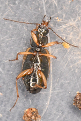 Agonum limbatum