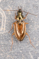 Agonum limbatum