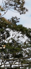 Spilornis cheela