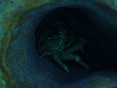 Mithrax
