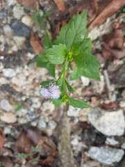 Praxelinae