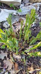 Amsonia illustris