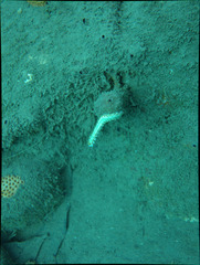 Hermodice carunculata