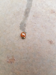 Harmonia axyridis