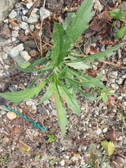 Praxelinae