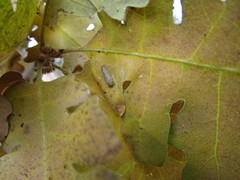 Graphocephala confluens