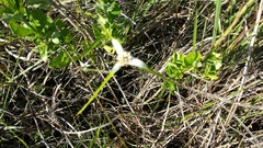 Rhynchospora colorata image