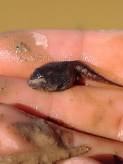 Pleurodema nebulosum