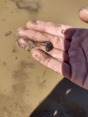 Pleurodema nebulosum