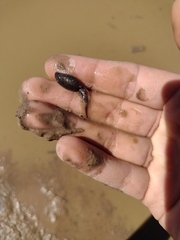 Pleurodema nebulosum