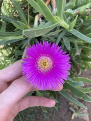 Carpobrotus glaucescens