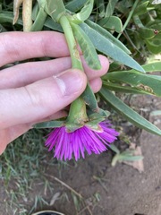 Carpobrotus glaucescens