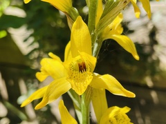 Chloraea barbata