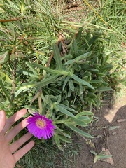 Carpobrotus glaucescens
