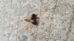 Apis dorsata breviligula