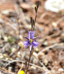 Thysanotus baueri