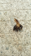 Apis dorsata breviligula