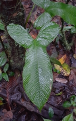 Anthurium panduriforme