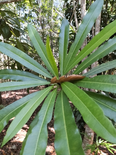 Cerbera inflata