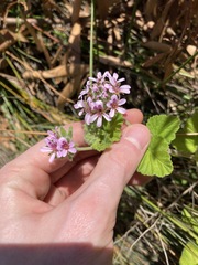 Pelargonium australe